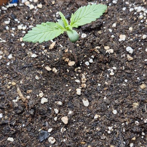 Banane Purple Punch Auto growlog timeline photo