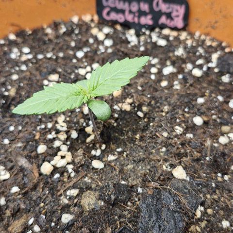 Lemon Cherry Cookies Auto growlog timeline photo
