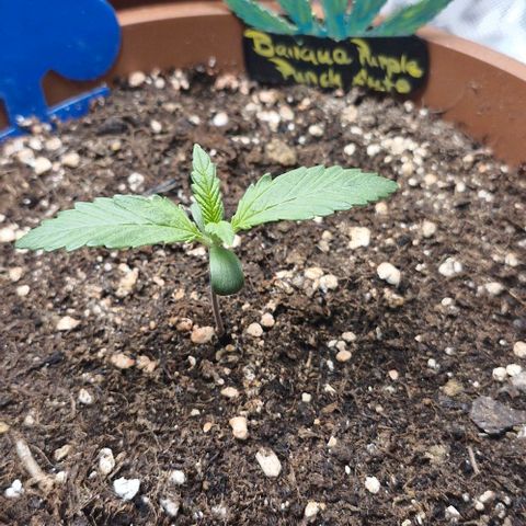 Banane Purple Punch Auto growlog timeline photo