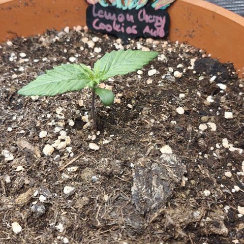 Lemon Cherry Cookies Auto growlog timeline photo