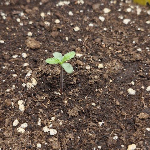 Gorilla Cookies Auto growlog timeline photo