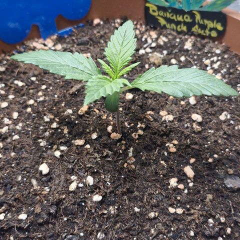 Banane Purple Punch Auto growlog timeline photo