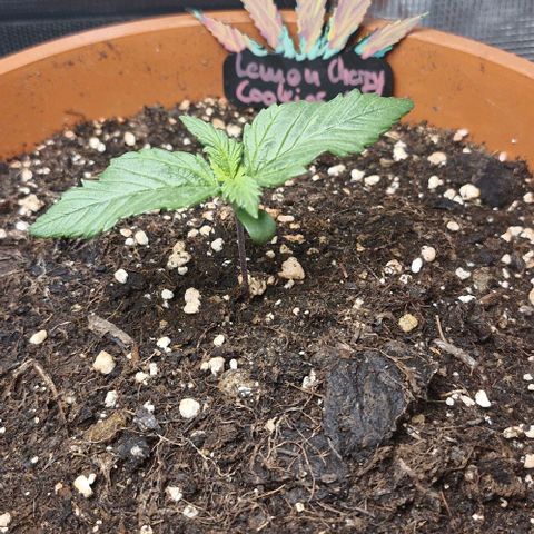 Lemon Cherry Cookies Auto growlog timeline photo