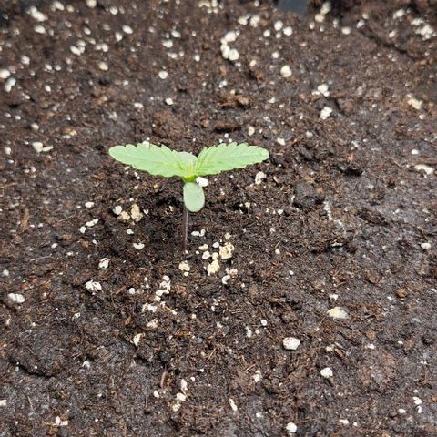 Gorilla Cookies Auto growlog timeline photo