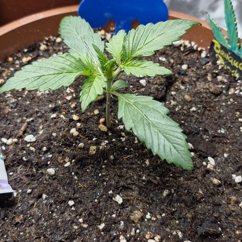 Banane Purple Punch Auto growlog timeline photo