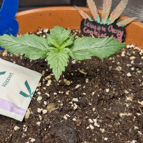 Lemon Cherry Cookies Auto growlog timeline photo
