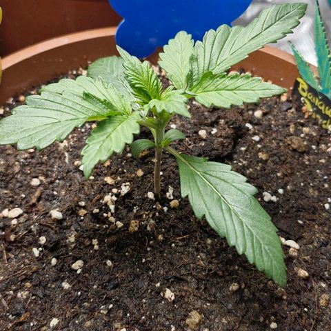 Banane Purple Punch Auto growlog timeline photo