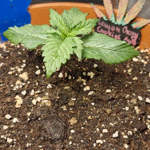 Lemon Cherry Cookies Auto growlog timeline photo