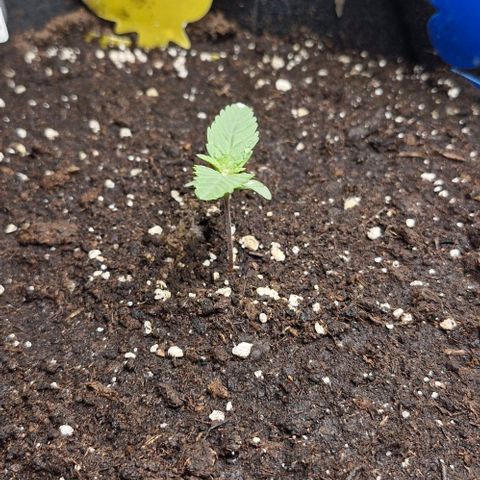 Gorilla Cookies Auto growlog timeline photo