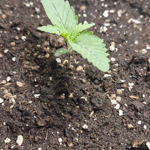 Gorilla Cookies Auto growlog timeline photo