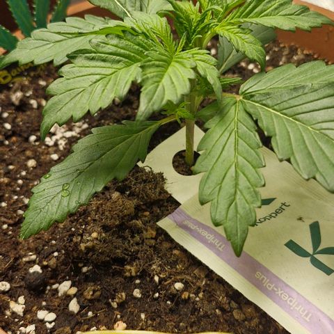 Banane Purple Punch Auto growlog timeline photo