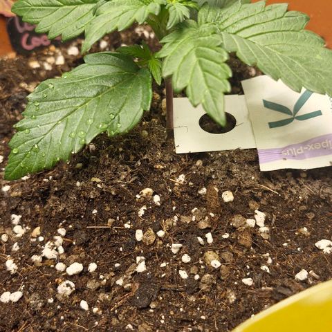 Lemon Cherry Cookies Auto growlog timeline photo