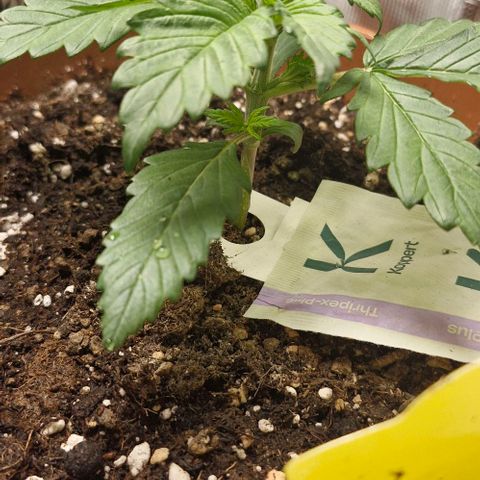Banane Purple Punch Auto growlog timeline photo