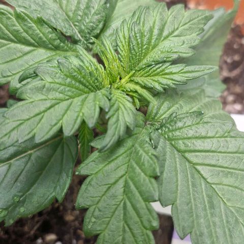 Lemon Cherry Cookies Auto growlog timeline photo