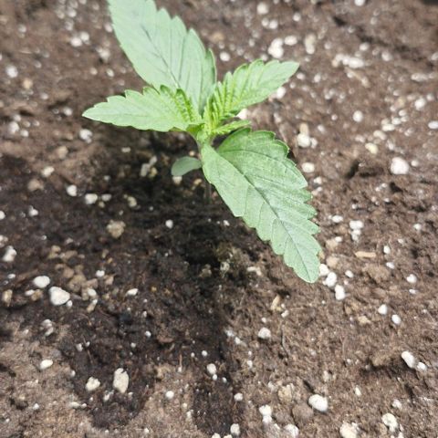 Gorilla Cookies Auto growlog timeline photo