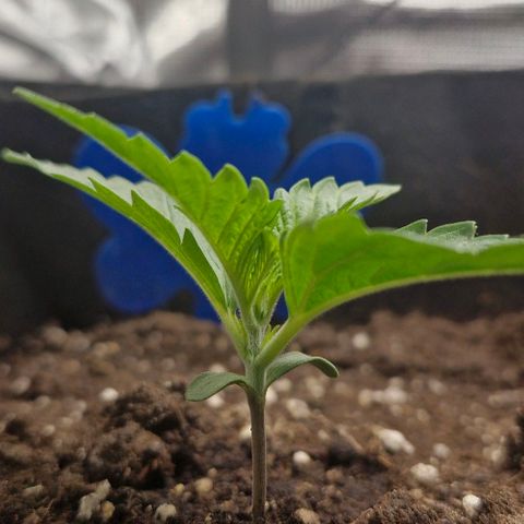 Gorilla Cookies Auto growlog timeline photo
