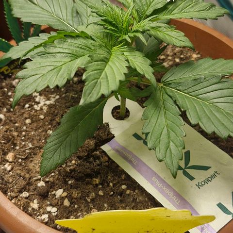 Banane Purple Punch Auto growlog timeline photo