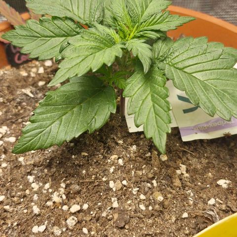 Lemon Cherry Cookies Auto growlog timeline photo