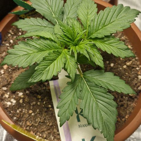 Banane Purple Punch Auto growlog timeline photo