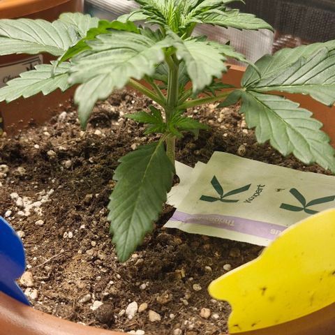 Banane Purple Punch Auto growlog timeline photo
