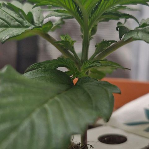 Lemon Cherry Cookies Auto growlog timeline photo