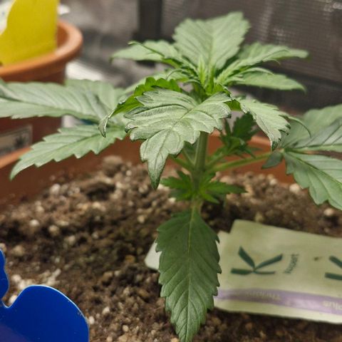 Banane Purple Punch Auto growlog timeline photo