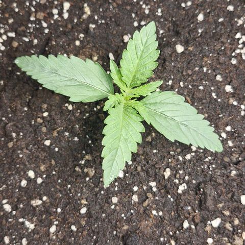 Gorilla Cookies Auto growlog timeline photo