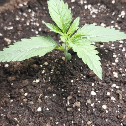 Gorilla Cookies Auto growlog timeline photo