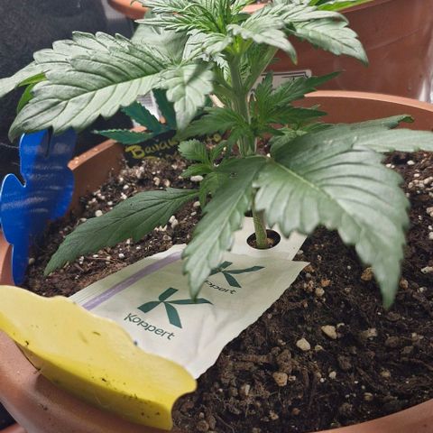 Banane Purple Punch Auto growlog timeline photo