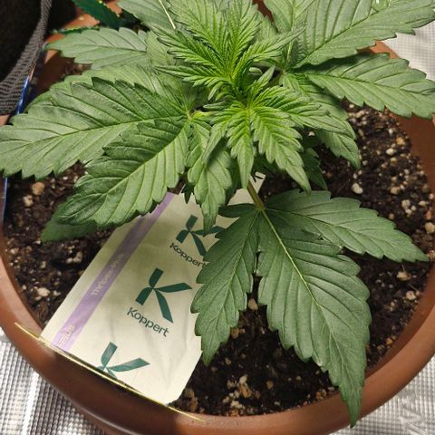 Banane Purple Punch Auto growlog timeline photo