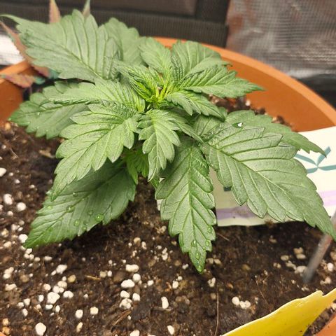Lemon Cherry Cookies Auto growlog timeline photo
