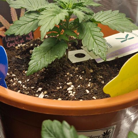 Lemon Cherry Cookies Auto growlog timeline photo