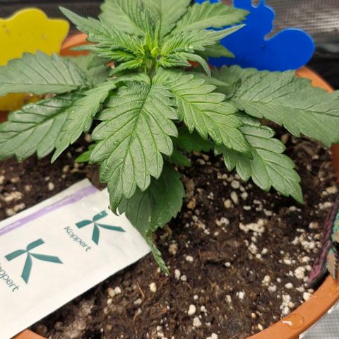 Lemon Cherry Cookies Auto growlog timeline photo