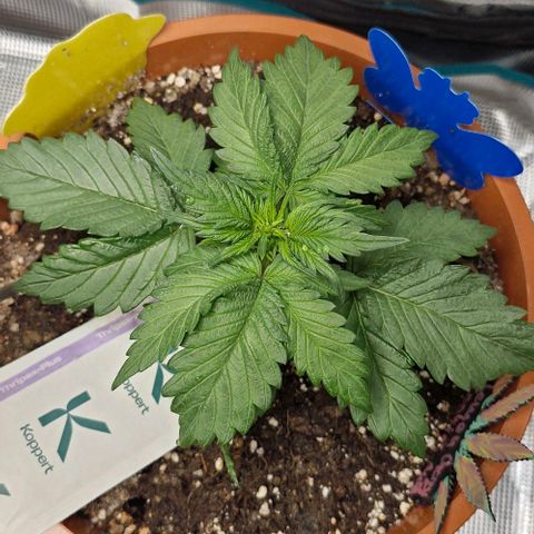 Lemon Cherry Cookies Auto growlog timeline photo
