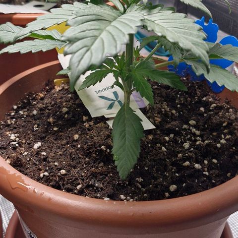 Banane Purple Punch Auto growlog timeline photo