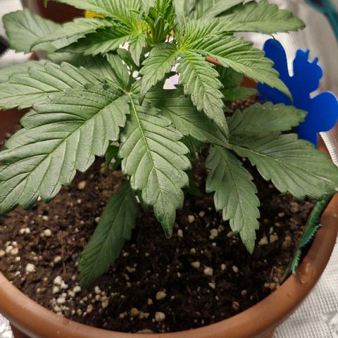 Banane Purple Punch Auto growlog timeline photo