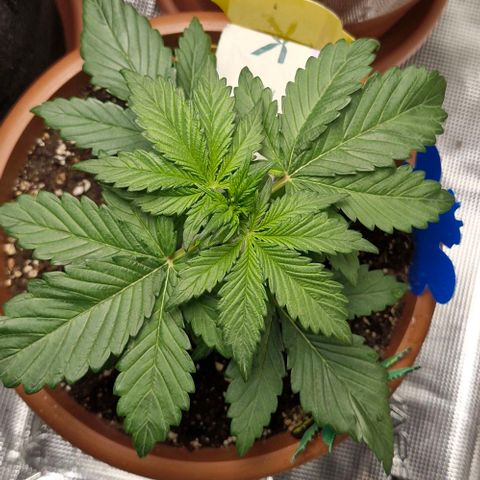 Banane Purple Punch Auto growlog timeline photo