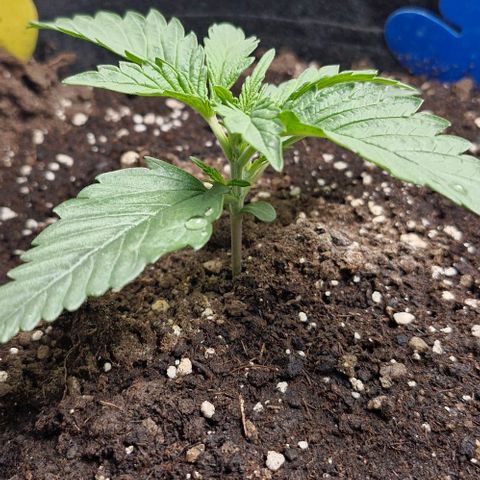 Gorilla Cookies Auto growlog timeline photo