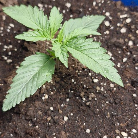 Gorilla Cookies Auto growlog timeline photo