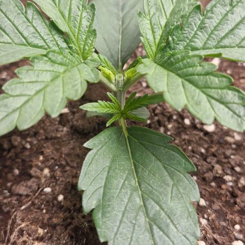 Gorilla Cookies Auto growlog timeline photo