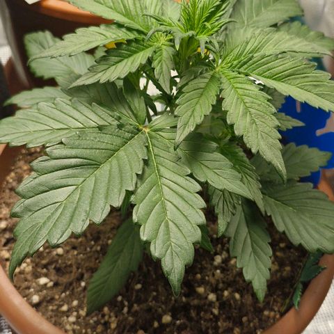 Banane Purple Punch Auto growlog timeline photo