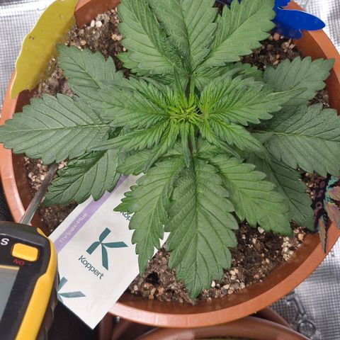 Lemon Cherry Cookies Auto growlog timeline photo