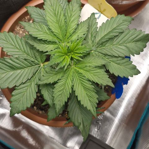 Banane Purple Punch Auto growlog timeline photo