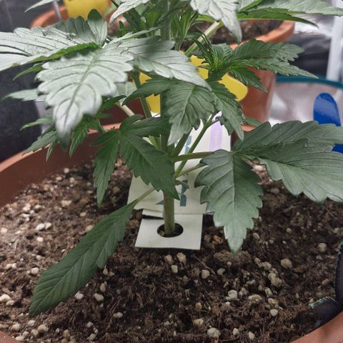 Banane Purple Punch Auto growlog timeline photo