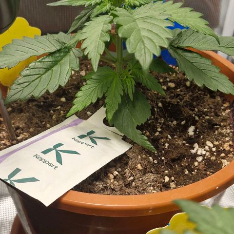 Lemon Cherry Cookies Auto growlog timeline photo
