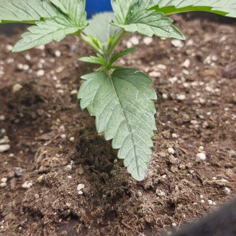 Gorilla Cookies Auto growlog timeline photo