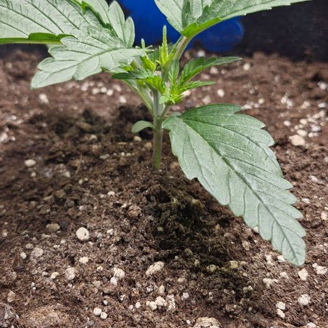 Gorilla Cookies Auto growlog timeline photo