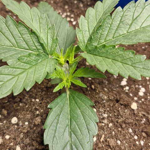 Gorilla Cookies Auto growlog timeline photo