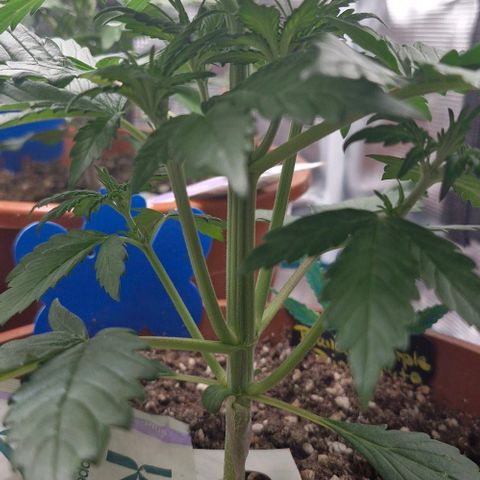 Banane Purple Punch Auto growlog photo: Beginn der Vorblüte - oder liege ich falsch? 
Kommt mir etwas früh vor 
