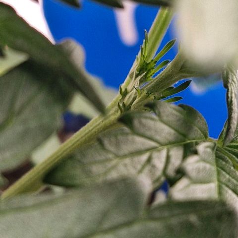 Banane Purple Punch Auto growlog photo: Beginn der Vorblüte - oder liege ich falsch? 
Kommt mir etwas früh vor 